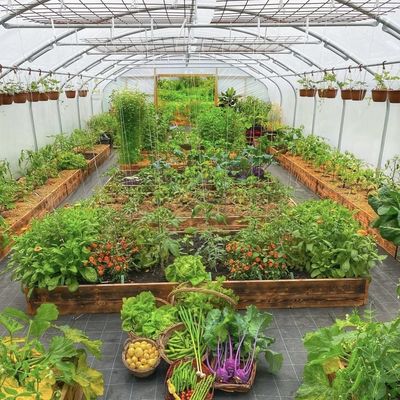 Tunnel Gewächshaus für Gemüse und Tomaten Paket Größe 50,00cm * 60,00cm * 50,00cm