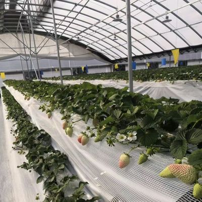 Kommerzielles Kokopea-Anbausystem in ökonomischem Tunnel-Treibhaus für verbesserte Pflanzen