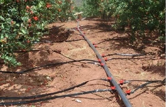 Herkunft Doppelbogenglas Gewächshaus für Capsicum Versandkosten und Produktionsgewächshaus