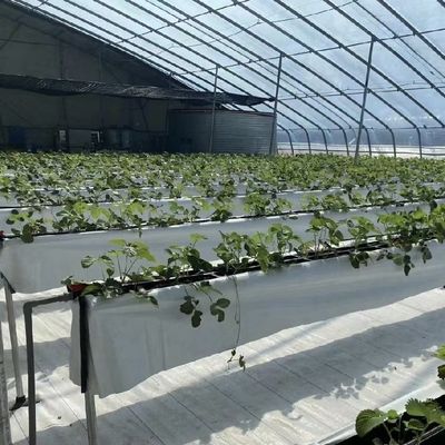 Blumenpflanzung Tropfbewässerungssystem Sonnenlicht Gewächshaus mit individueller Anfrage
