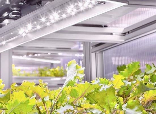 Stahlkonstruktion Hydroponischer Behälter Gewächshaus mit mehrspannendem vertikalen Anbausystem