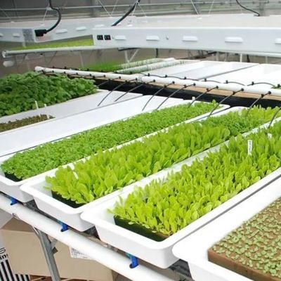 Vertikale Landwirtschaft Schifffahrtscontainer Gewächshaus mit Hydroponik und Stahlstruktur
