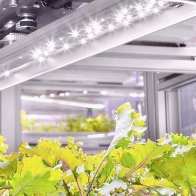 Vertikaler Landbau Hydroponik Gewächshaus in 40HQ Reefer Container mit Stahlkonstruktion