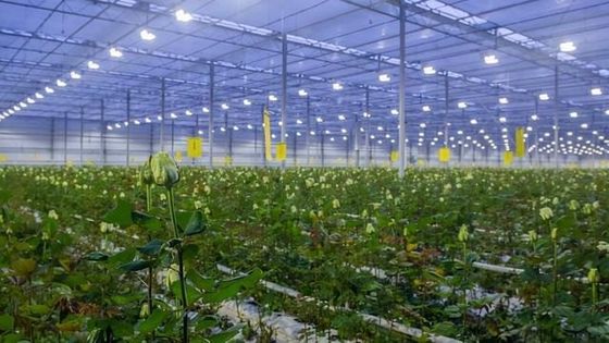 30-Tage-Rückkehr Beleuchtete Anbauhäuser für Sämlinge Beleuchtete Anbaumethode