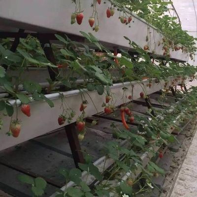 6/9.6/12Meter Anbaumethode Hydroponisches System für Juxiang Film Gewächshaus