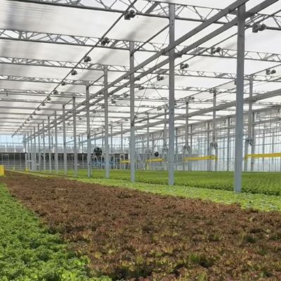 Gewächshaus-Hydroponik-System mit individueller Anpassung und 100.000 kg Gesamtgewicht