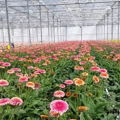 Float-Einfachschicht Hohles Glas Gewächshaus Hydroponik perfekt für die hydroponische Landwirtschaft