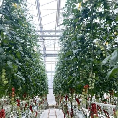 Transformieren Sie Ihr Blumenzuchtgeschäft mit einem einlagigen hydroponischen Glasgewächshaus