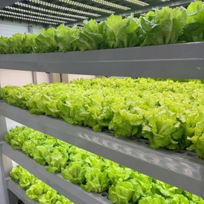 Gewächshaus für den Bodenlosen Anbau von Gemüse und Obst in großem Umfang