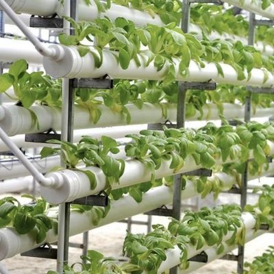 Gewächshaus für den Bodenlosen Anbau von Gemüse und Obst in großem Umfang