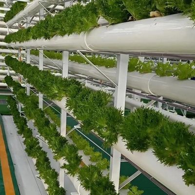 Gewächshaus für den Bodenlosen Anbau von Gemüse und Obst in großem Umfang