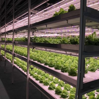 Gewächshaus für den Bodenlosen Anbau von Gemüse und Obst in großem Umfang