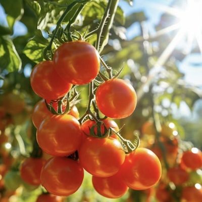 Gewächshaus für den Bodenlosen Anbau von Gemüse und Obst in großem Umfang