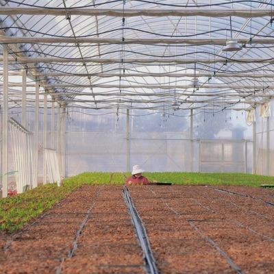 Gewächshaus für Tomaten/Kürbis-Bohrblumen mit Hydroponik-Anbausystem