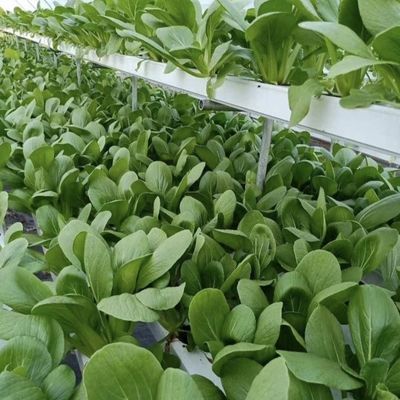 Gewächshaus für Tomaten/Kürbis-Bohrblumen mit Hydroponik-Anbausystem
