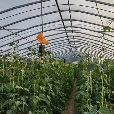 Polytunnel Kunststoff-Tunnel Einfachspannung Landwirtschaftliches Gewächshaus auf Anfrage