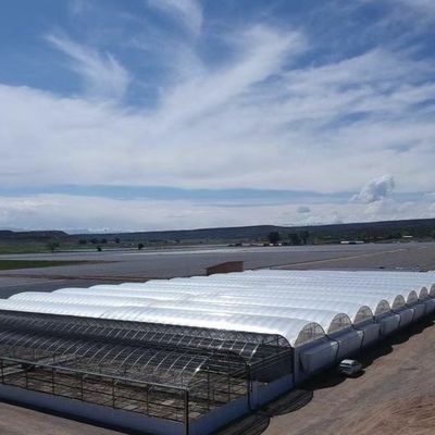 Multi-Span Venlo Glas Gewächshaus mit Cocopeat Hydroponik System und Anpassung
