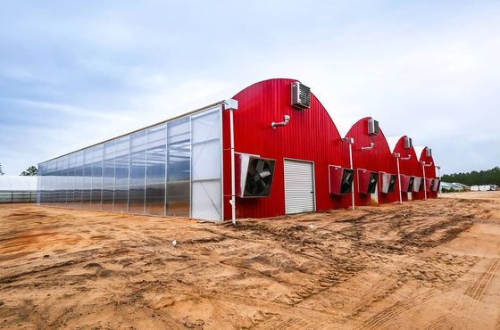 Multi-Span Venlo Glas Gewächshaus mit Cocopeat Hydroponik System und Anpassung