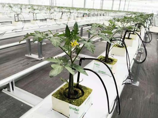 Blackout-Pilz-Gewächshaus für die großflächige Pilzproduktion und -anbau
