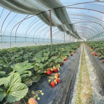 Wirtschaftliches Einfachgewächshaus mit Hydroponik Große und günstige Versandkosten
