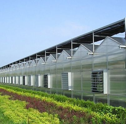 Große Aquakultur Tomate Gurke Erdbeere Hydroponik Gewächshaus mit hohem Ertrag