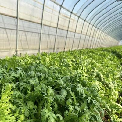 Tunnel Gewächshaus für Gemüse und Tomaten Paket Größe 50,00cm * 60,00cm * 50,00cm