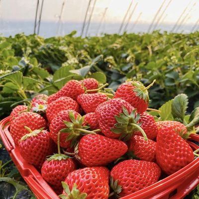 Tunnel Gewächshaus für Gemüse und Tomaten Paket Größe 50,00cm * 60,00cm * 50,00cm