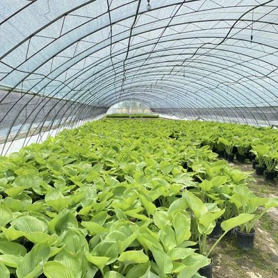 Vollvergütendes kommerzielles Gewächshaus für Tomaten und Erdbeeren im Wasserrohtunnel