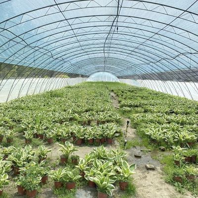 Vollvergütendes kommerzielles Gewächshaus für Tomaten und Erdbeeren im Wasserrohtunnel
