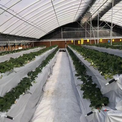 Vollvergütendes kommerzielles Gewächshaus für Tomaten und Erdbeeren im Wasserrohtunnel