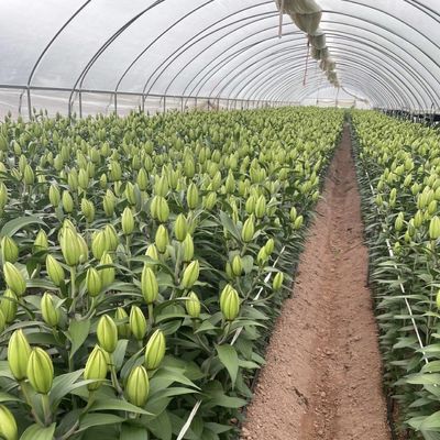 Vollvergütendes kommerzielles Gewächshaus für Tomaten und Erdbeeren im Wasserrohtunnel