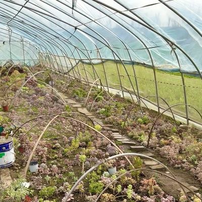 Vollvergütendes kommerzielles Gewächshaus für Tomaten und Erdbeeren im Wasserrohtunnel