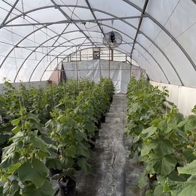 Große, erschwingliche Wasseranlagen-Tunnel-Treibhauslösungspaket Bruttogewicht 20.000 kg