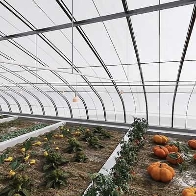 Einlagiges hydroponisches Tunnel-Gewächshaus für die Landwirtschaft 30 Tage Rückerstattung