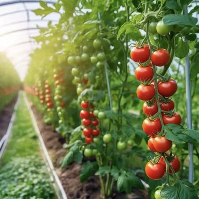 Einlagiges hydroponisches Tunnel-Gewächshaus für die Landwirtschaft 30 Tage Rückerstattung