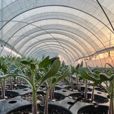 Bequeme Rückerstattungen für unser innovatives Treibhausgerät für Tropfbewässerungstunnel