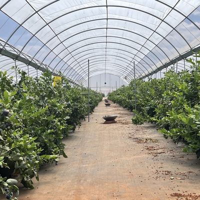 Kommerzielles Kokopea-Anbausystem in ökonomischem Tunnel-Treibhaus für verbesserte Pflanzen