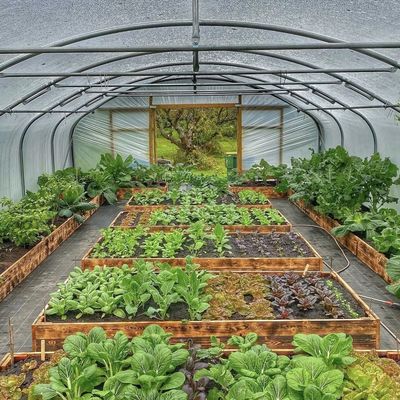 Kommerzielles Kokopea-Anbausystem in ökonomischem Tunnel-Treibhaus für verbesserte Pflanzen