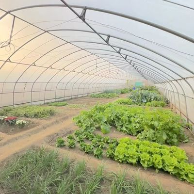 Einlager-Tunnel Gewächshaus Hydroponik Anbausystem für Gemüse Multi Span
