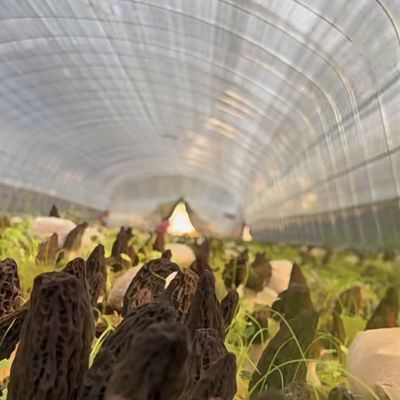 Einlager-Tunnel Gewächshaus Hydroponik Anbausystem für Gemüse Multi Span