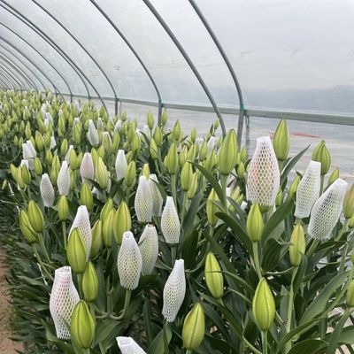 Einlager-Tunnel Gewächshaus Hydroponik Anbausystem für Gemüse Multi Span