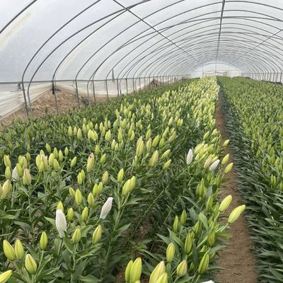 Mehrspannendes kommerzielles Gewächshaushydroponisches Anbausystem für Obst und Gemüse