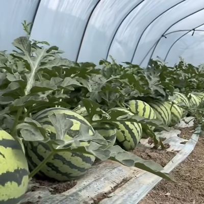 Die Landwirtschaft in allen Jahreszeiten wird mit einem großen Tunnel-Treibhausgerät und einem Filmdeckel erleichtert