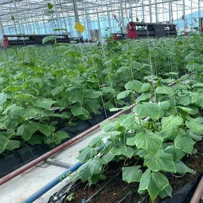 Quadratmeter-Hydroponisches System für die groß angelegte Gemüse- und Blumenproduktion