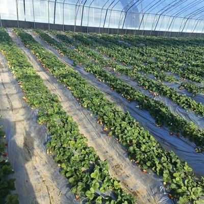 Quadratmeter-Hydroponisches System für die groß angelegte Gemüse- und Blumenproduktion