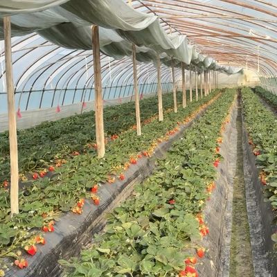Große Gewächshäuser mit chinesischem Ursprung für den optimalen Anbau von Pflanzen