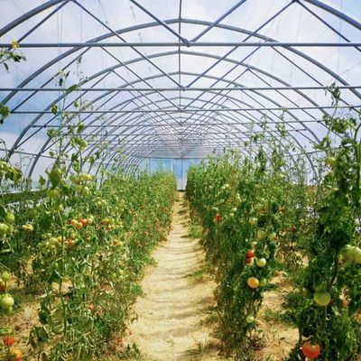 Große Einbogen-Tunnel-Gewächshäuser JX-A00182 für die ganzjährige Gemüseproduktion