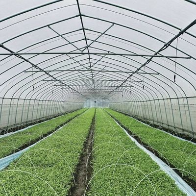 Große Einbogen-Tunnel-Gewächshäuser JX-A00182 für die ganzjährige Gemüseproduktion