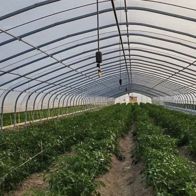 Große Einbogen-Tunnel-Gewächshäuser JX-A00182 für die ganzjährige Gemüseproduktion