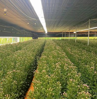 Stahlkonstruktion Landwirtschaftliche Mehrspannung Gewächshaus Hydroponik mit einfacher Installation